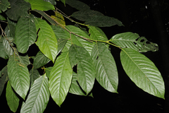 Atuna indica